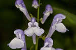 Showy skullcap